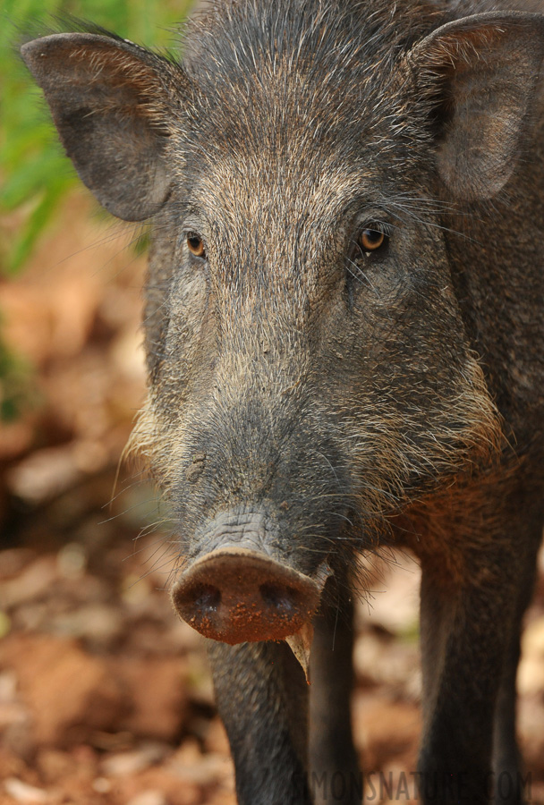 Sus scrofa cristatus [550 mm, 1/640 Sek. bei f / 8.0, ISO 2000]